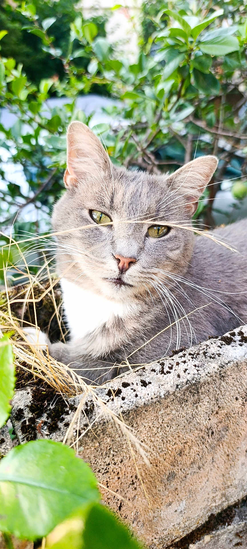 Minette a rejoint le concours — aidez-le/la à gagner de superbes lots ! cat, gray_cat, whiskers, plant, planter, green_leaves, outdoor, close_up, animal, nature, pet, feline, relaxed, sunlight, whiskers_crossed, concrete, garden, wild_grass, portrait, cute
