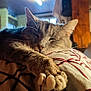 Minette a rejoint le concours — aidez-le/la à gagner de superbes lots ! cat, tabby_cat, sleeping, pillow, cushion, indoor, cozy, furniture, wooden, home, relaxing, pet, whiskers, fur, closeup, animal, resting, warm_light, comfort, domestic