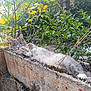 cat, gray_cat, feline, plant, greenery, leaves, outdoor, sunlight, relaxed, resting, concrete, planter, nature, animal, pet, fluffy, moss, daylight, garden, peaceful