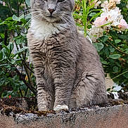 Minette participe au concours pour gagner de l'argent avec cette photo : cat, gray_cat, white_fur, fluffy, sitting, concrete_ledge, moss, green_leaves, flowers, pink_flowers, white_flowers, outdoor, garden, plant, nature, pet, animal, feline, close_up, daylight