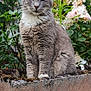 cat, gray_cat, white_fur, fluffy, sitting, concrete_ledge, moss, green_leaves, flowers, pink_flowers, white_flowers, outdoor, garden, plant, nature, pet, animal, feline, close_up, daylight