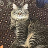 cat, tabby, fluffy, pet, animal, indoor, cushion, pattern, brown, relaxed, lying_down, fur, whiskers, ears, face, eyes, cozy, home, domestic, resting