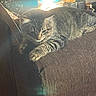 cat, tabby_cat, furniture, couch, armrest, indoor, pet, resting, sleepy, cozy, brown, striped, whiskers, clutter, basket, fabric, home, domestic, light, relaxation