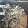 animal, brown_couch, cat, couch, domestic_animal, feline, fur, furniture, home, indoor, living_room, long_hair, mammal, paws, pet, relaxed, resting, striped, tabby_cat, whiskers