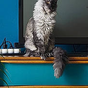 Aimy participe au concours pour gagner de l'argent avec cette photo : cat, fluffy, gray_cat, sitting, dresser, wooden_furniture, television, indoor, pet, tail, ears, fur, yellow_eyes, home, decor, blue_wall, electronics, cables, plant, feline