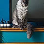 cat, fluffy, gray_cat, sitting, dresser, wooden_furniture, television, indoor, pet, tail, ears, fur, yellow_eyes, home, decor, blue_wall, electronics, cables, plant, feline