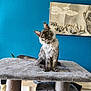Aimy participe au concours pour gagner de l'argent avec cette photo : kitten, cat, gray_fur, cat_tree, indoor, blue_wall, artwork, fluffy, pet, curious, feline, portrait, domestic_cat, soft_texture, head_tilt, animal, whiskers, ears, sitting, collar