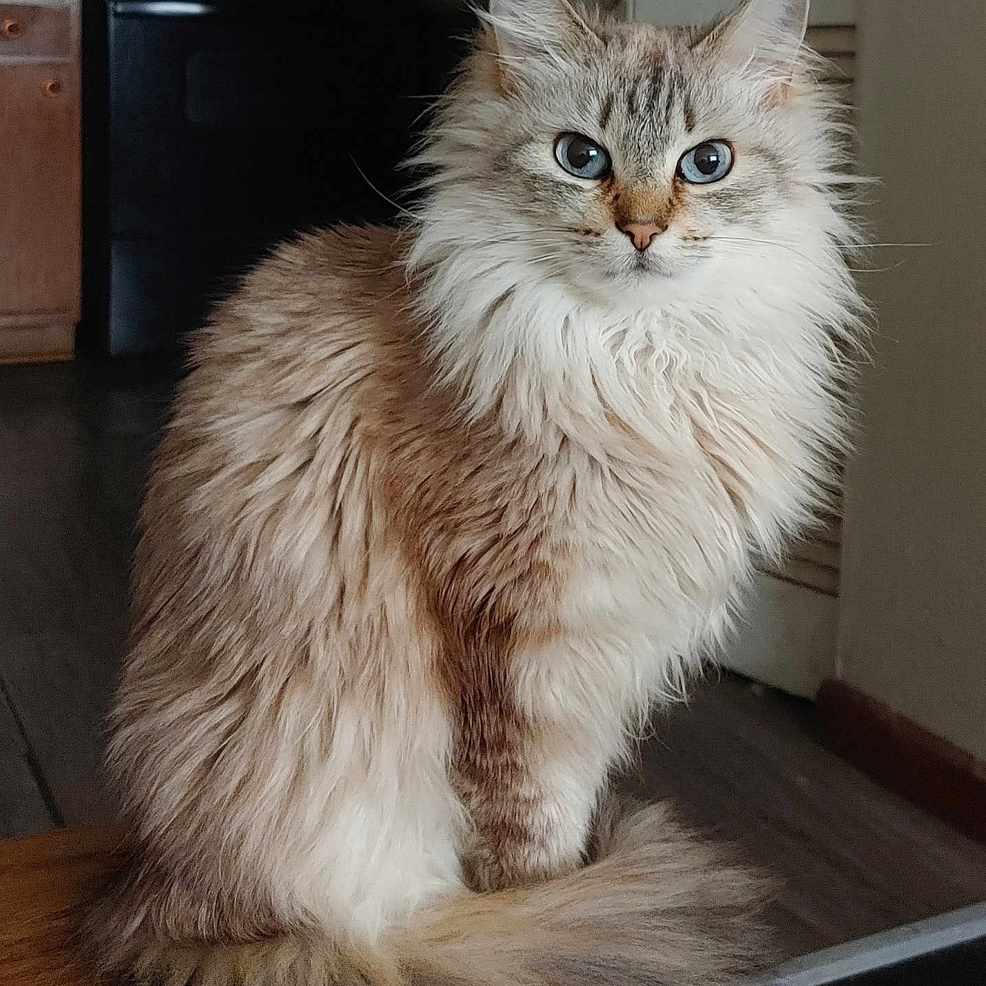 Lucydefur is registered to the contest to win money with this photo: animal, blue_eyes, calm, cat, cute, domestic_cat, ears, feline, fluffy, fur, household, indoor, living_space, looking_at_camera, pet, portrait, sitting, tail, whiskers, wooden_surface