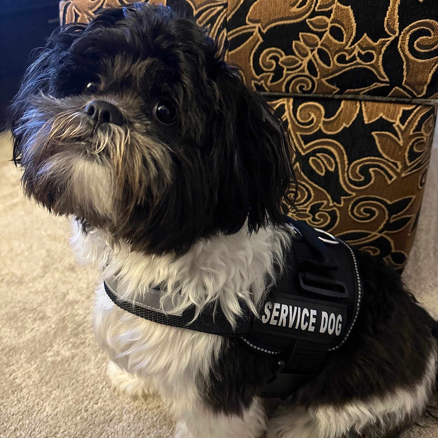 Bailey is registered to the contest to win money with this photo: animal, black_and_white, canine, carpet, companion, curious, cute, dog, domestic, fluffy, fur, furniture, household, indoor, ottoman, patterned, pet, service_dog, sitting, small_dog