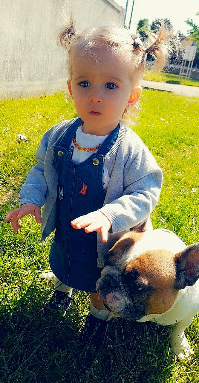 Yara participe au concours pour gagner de l'argent avec cette photo : boxer, bulldog, canidae, carnivore, child, companion_dog, dog, dog_breed, ear, fawn, french_bulldog, grass, non_sporting_group, person, puppy, snout, toy_bulldog