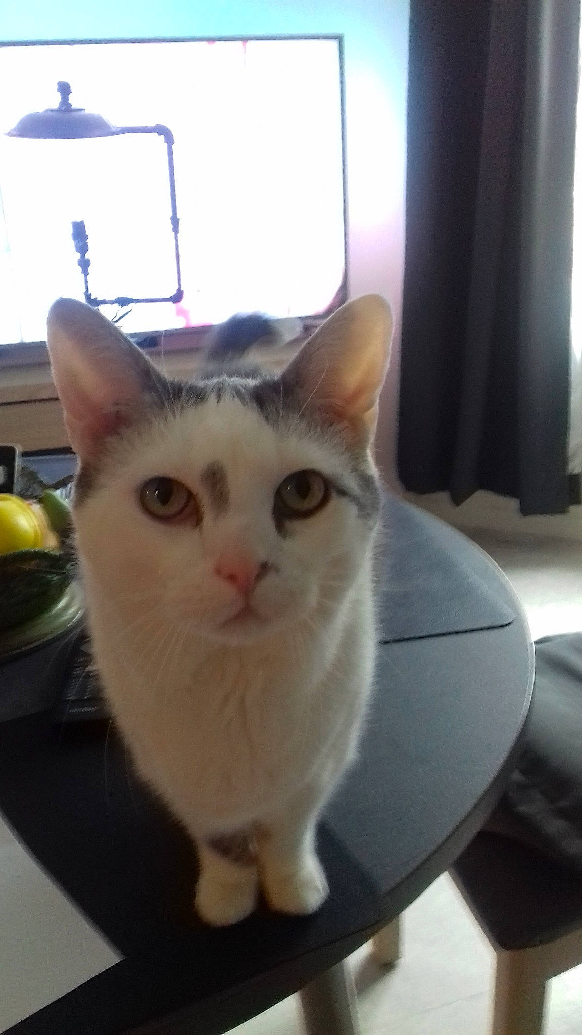 Filou a rejoint le concours — aidez-le/la à gagner de superbes lots ! aegean_cat, asian, burmilla, carnivore, cat, colorpoint_shorthair, domestic_short_haired_cat, european_shorthair, fawn, felidae, kitten, mammal, munchkin, person, polydactyl_cat, small_to_medium_sized_cats, turkish_van, whiskers