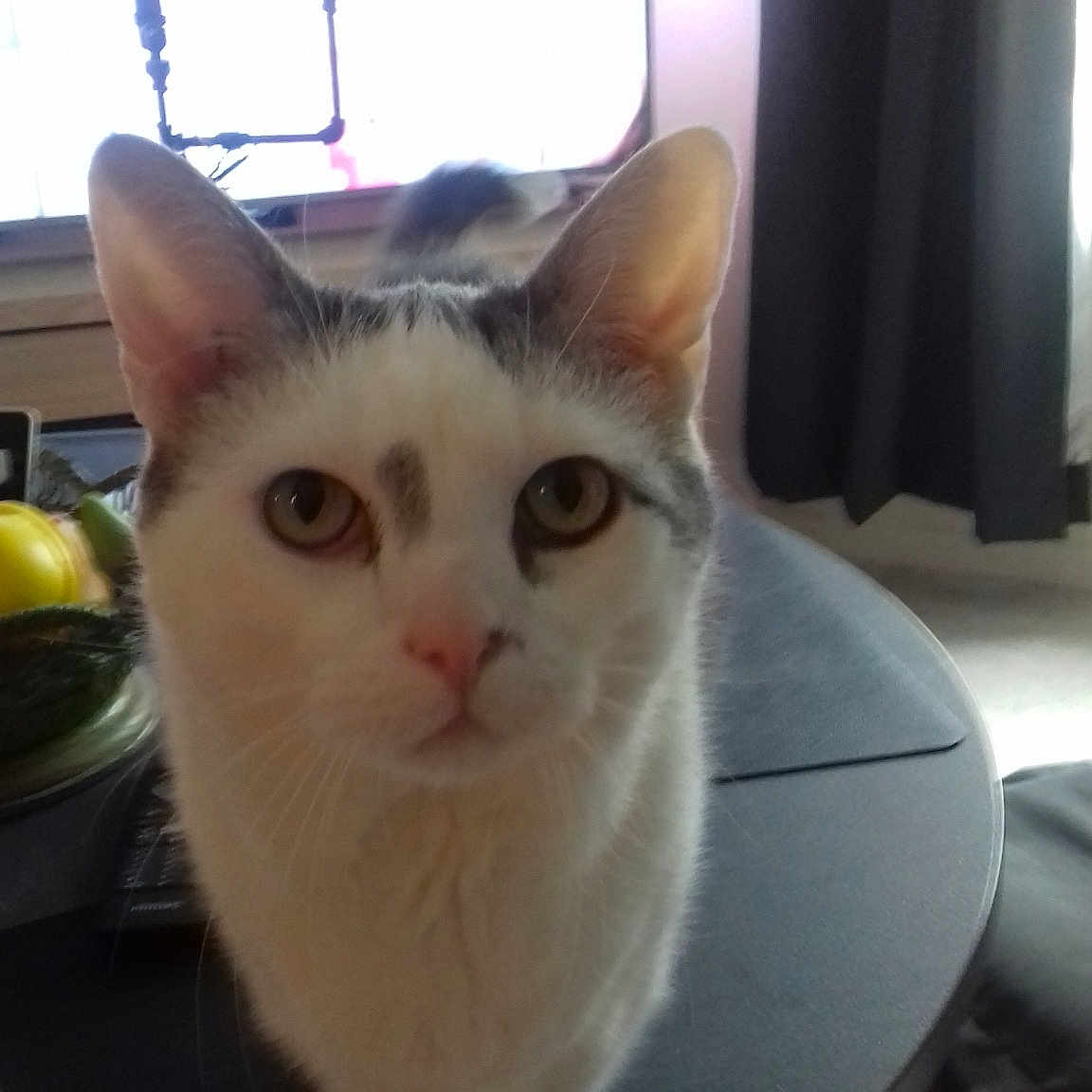 Filou a rejoint le concours — aidez-le/la à gagner de superbes lots ! aegean_cat, asian, burmilla, carnivore, cat, colorpoint_shorthair, domestic_short_haired_cat, european_shorthair, fawn, felidae, kitten, mammal, munchkin, person, polydactyl_cat, small_to_medium_sized_cats, turkish_van, whiskers