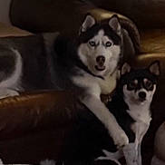 Suka -Myla is registered to the contest to win money with this photo: husky, small_dog, dog, pets, couch, leather_couch, blanket, indoor, living_room, animal, canine, two_dogs, fur, companionship, domestic_animal, floor, cozy, affection, black_and_white, sitting