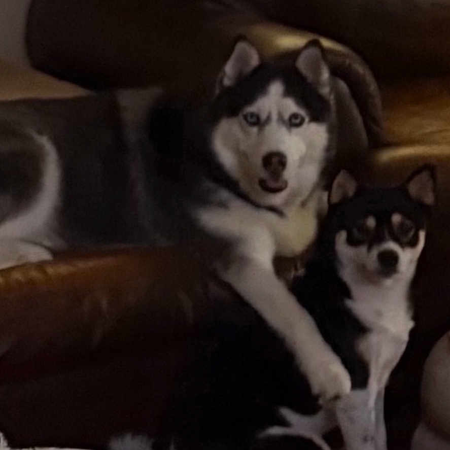 Suka -Myla is registered to the contest to win money with this photo: husky, small_dog, dog, pets, couch, leather_couch, blanket, indoor, living_room, animal, canine, two_dogs, fur, companionship, domestic_animal, floor, cozy, affection, black_and_white, sitting