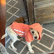 Daisy joined the competition — help win amazing prizes! animal, carpet, casual, cozy, curious, cute, dog, domestic, hoodie, household, indoor, orange_clothing, pet, puppy, rug, slipper, small_dog, standing, wooden_floor, wooden_furniture