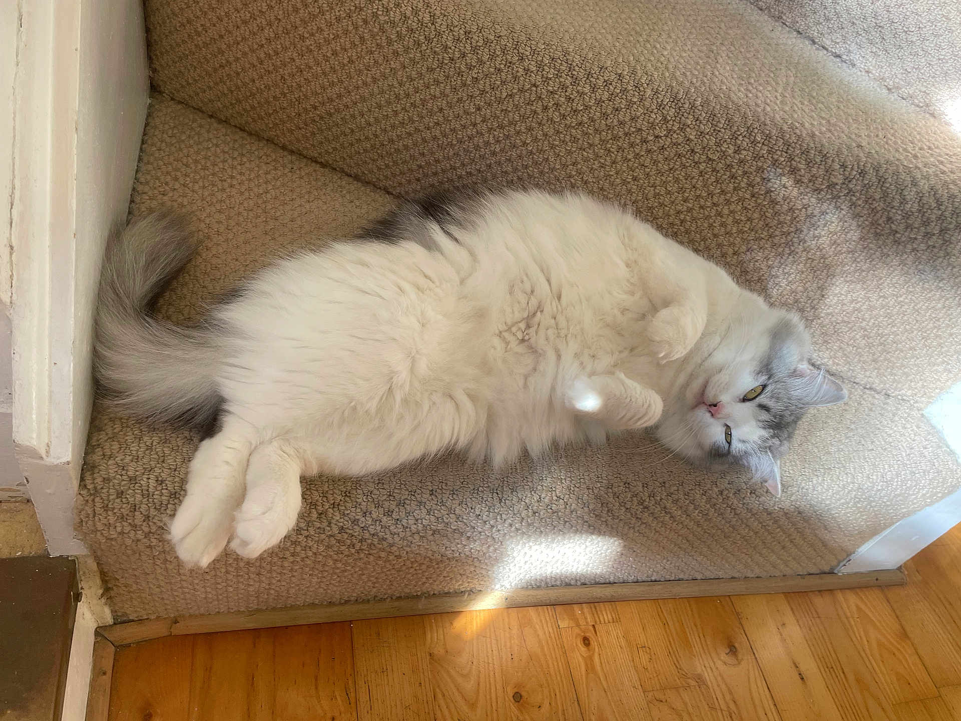 Moon is registered to the contest to win money with this photo: cat, fluffy, carpet, stairs, relaxed, indoor, pet, white, gray, animal, fur, paw, wood_floor, resting, cute, domestic, mammal, sleepy, cozy, house