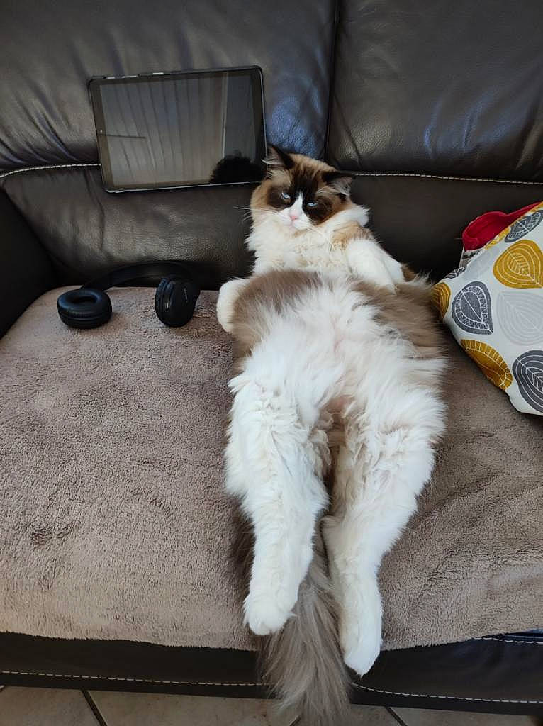 Topaz participe au concours pour gagner de l'argent avec cette photo : angora, animal, baggage, canine, cat, chaise, couch, cushion, document, dog, dogbed, furniture, homedecor, kitten, person, pet, pillow, puppy, receipt, sleeping