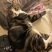 Leo is registered to the contest to win money with this photo: animal, bed, blanket, cat, closeup, cozy, curious, cute, domestic, fur, indoor, mammal, pet, pillow, relaxed, resting, sleeping_area, striped, tabby_cat, whiskers