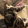 animal, bed, blanket, cat, closeup, cozy, curious, cute, domestic, fur, indoor, mammal, pet, pillow, relaxed, resting, sleeping_area, striped, tabby_cat, whiskers