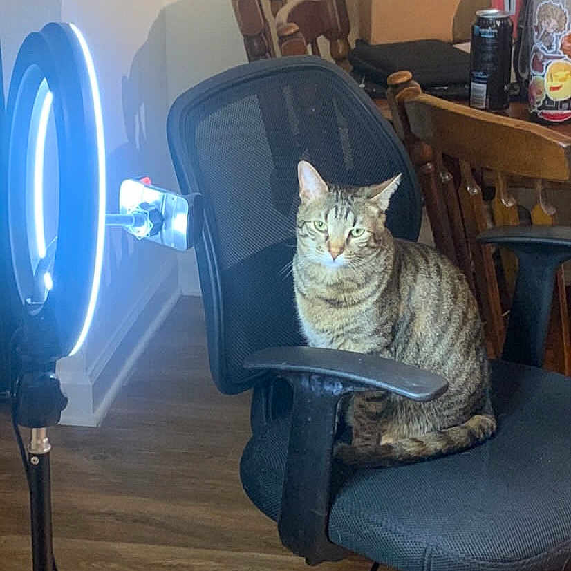 Moth joined the competition — help win amazing prizes! animal, background, cat, chair_armrest, domestic, feline, floor, fur, household, indoor, light, office_chair, pet, ring_light, sitting, striped, tabby, table, technology, wooden_chairs