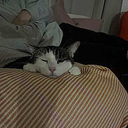 Topa participe au concours pour gagner de l'argent avec cette photo : cat, sleepy, cushion, striped, indoor, person, resting, paw, face, cozy, nap, dim_light, furniture, relaxing, home, striped_cushion, domestic_cat, whiskers, pink_nose, ears