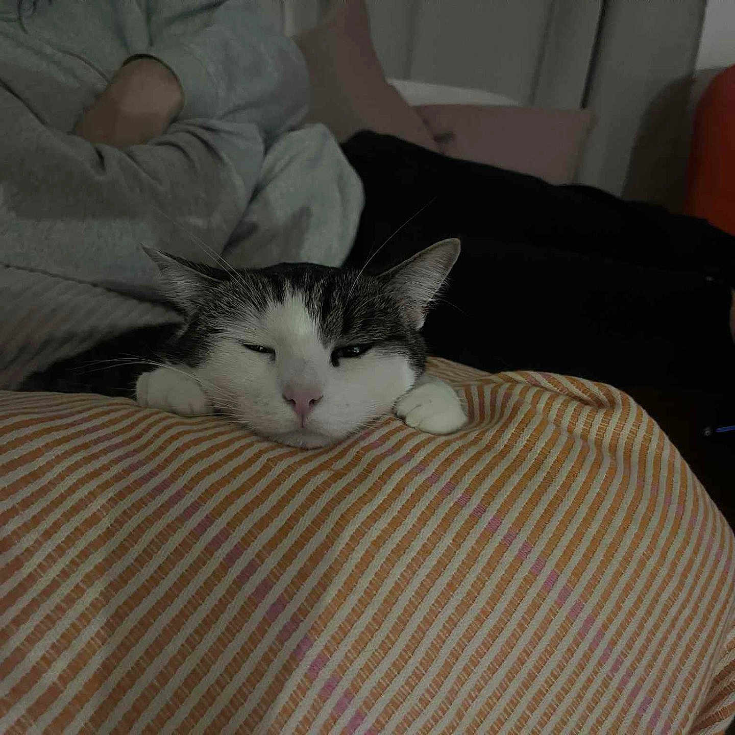 Topa participe au concours pour gagner de l'argent avec cette photo : cat, cozy, cushion, dim_light, domestic_cat, ears, face, furniture, home, indoor, nap, paw, person, pink_nose, relaxing, resting, sleepy, striped, striped_cushion, whiskers