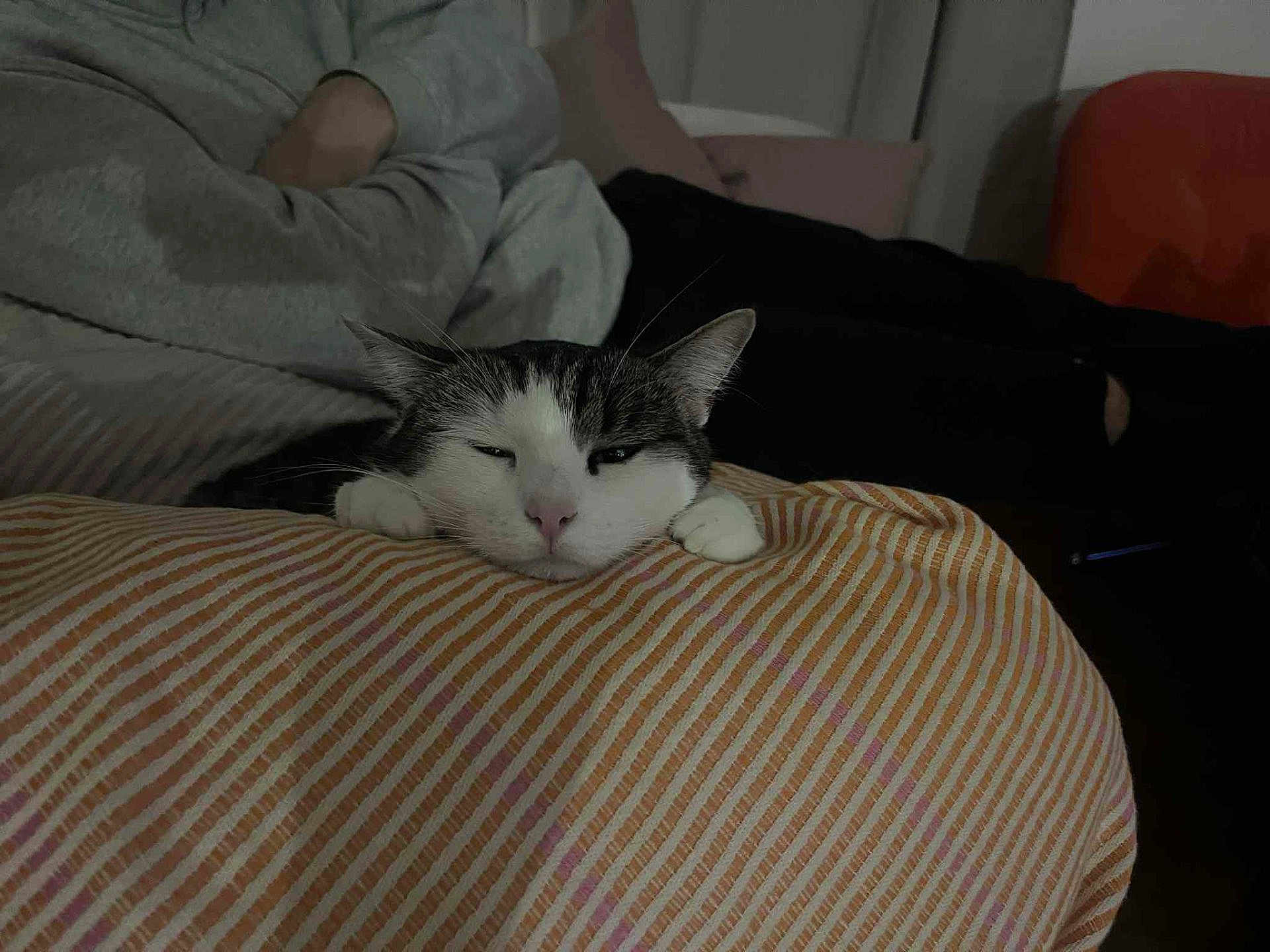 Topa participe au concours pour gagner de l'argent avec cette photo : cat, sleepy, cushion, striped, indoor, person, resting, paw, face, cozy, nap, dim_light, furniture, relaxing, home, striped_cushion, domestic_cat, whiskers, pink_nose, ears