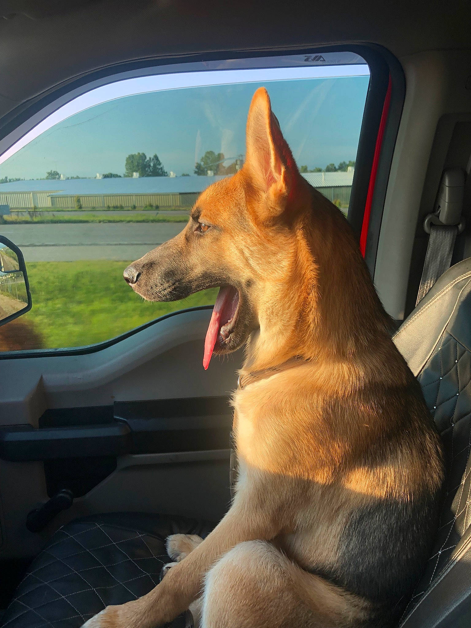 Rugar joined the competition — help win amazing prizes! automotive_exterior, automotive_mirror, car, car_seat, carnivore, collar, companion_dog, dog, dog_breed, fawn, hood, motor_vehicle, rear_view_mirror, snout, tints_and_shades, vehicle, vehicle_door, vertebrate, window, windshield