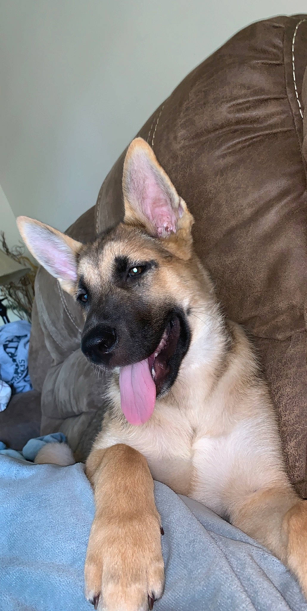 Rugar is registered to the contest to win money with this photo: canidae, carnivore, comfort, companion_dog, dog, dog_breed, east_european_shepherd, fawn, foot, fur, german_shepherd_dog, herding_dog, jaw, king_shepherd, non_sporting_group, paw, snout, sporting_group, working_animal, working_dog