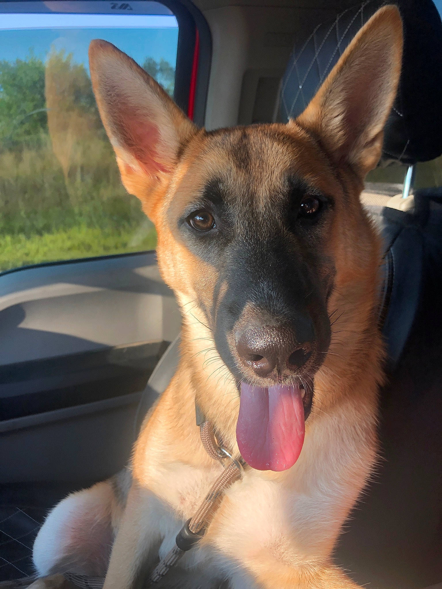 Rugar joined the competition — help win amazing prizes! automotive_mirror, canidae, carnivore, companion_dog, dog, dog_breed, fawn, german_shepherd_dog, herding_dog, hood, jaw, old_german_shepherd_dog, plant, sky, snout, sporting_group, tree, whiskers, window, windshield