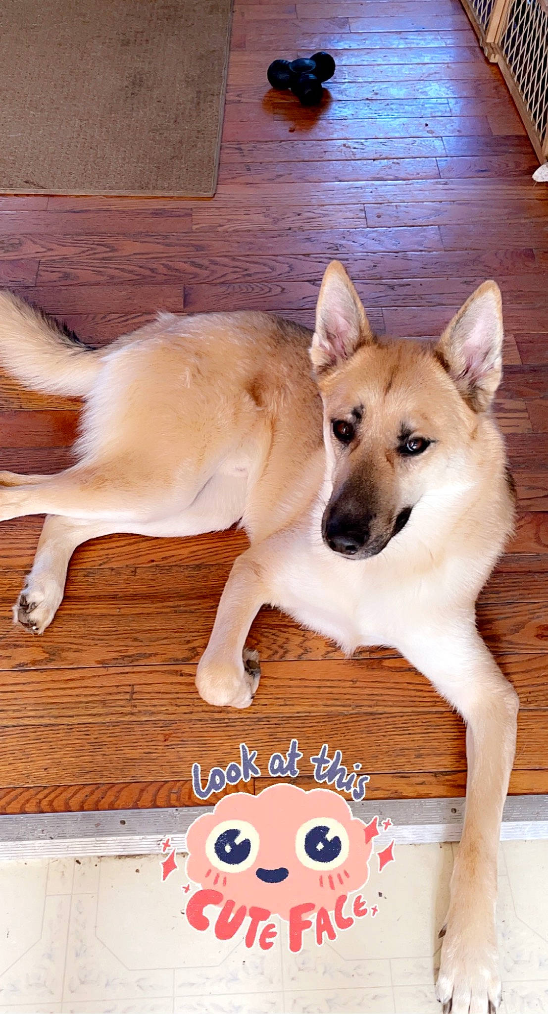 Rugar joined the competition — help win amazing prizes! ancient_dog_breeds, canidae, carnivore, companion_dog, dog, dog_breed, dog_supply, fawn, flooring, hardwood, paw, pet_supply, photo_caption, snout, sporting_group, tail, wood, wood_stain, working_animal, working_dog