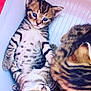 kitten, cat, tabby, blue_eyes, cute, pet, animal, feline, young, snuggling, close_up, indoor, fur, whiskers, sleepy, resting, small, domestic, playful, companions