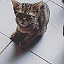 kitten, cat, tabby, animal, pet, floor, tile, indoor, cute, small, fur, whiskers, ears, paws, looking_up, shadow, domestic_animal, young, mammal, feline