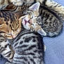 kitten, cat, sleeping, tabby, fur, animal, pet, cute, snuggling, cozy, resting, closeup, mammal, whiskers, paw, young, domestic_animal, feline, soft, relaxation