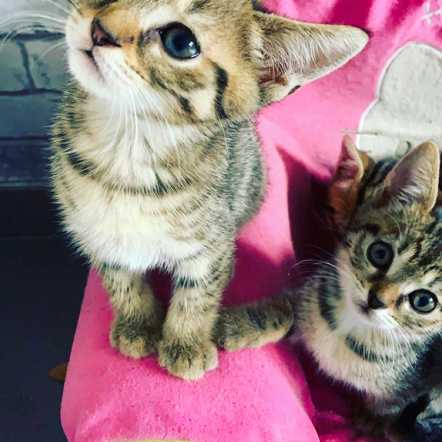 Wonka a rejoint le concours — aidez-le/la à gagner de superbes lots ! adorable, animal, cat, closeup, companions, curious, cushion, cute, ears, eyes, feline, fur, indoor, kitten, pets, pink, tabby, two, whiskers, young