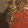 kitten, cat, sleeping, tabby, fur, cute, cozy, blanket, resting, domestic_animal, pet, animal, feline, closeup, two_kittens, soft, warm, comfort, indoor, adorable