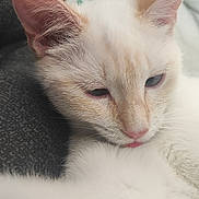 Tic participe au concours pour gagner de l'argent avec cette photo : cat, white_cat, close_up, sleepy, relaxed, pet, fur, ears, pink_nose, tongue_out, indoor, soft_light, cute, animal, feline, whiskers, face, resting, cozy, domestic