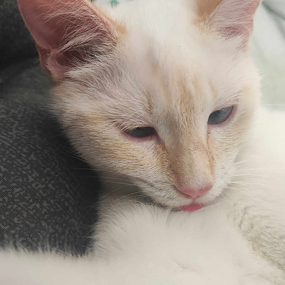 Tic participe au concours pour gagner de l'argent avec cette photo : animal, cat, close_up, cozy, cute, domestic, ears, face, feline, fur, indoor, pet, pink_nose, relaxed, resting, sleepy, soft_light, tongue_out, whiskers, white_cat