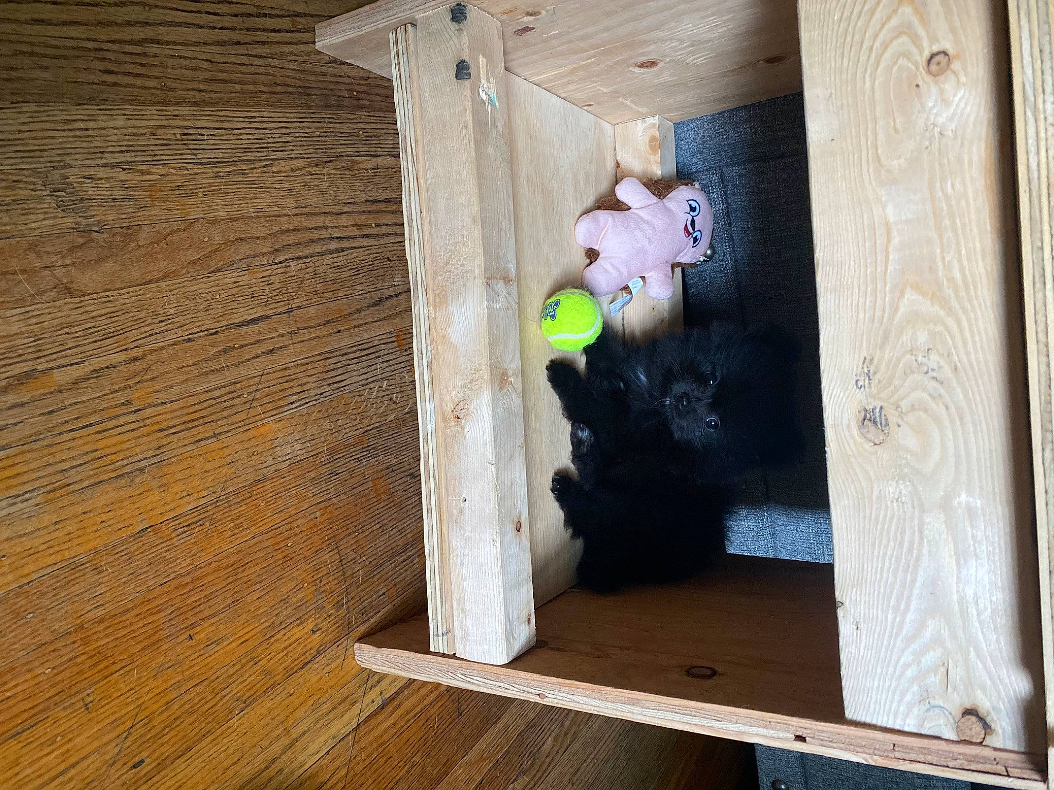 Chloe joined the competition — help win amazing prizes! birdhouse, door, floor, flooring, hardwood, house, lumber, plank, plywood, rectangle, room, sitting, stuffed_toy, teddy_bear, toy, tree, varnish, wood, wood_flooring, wood_stain