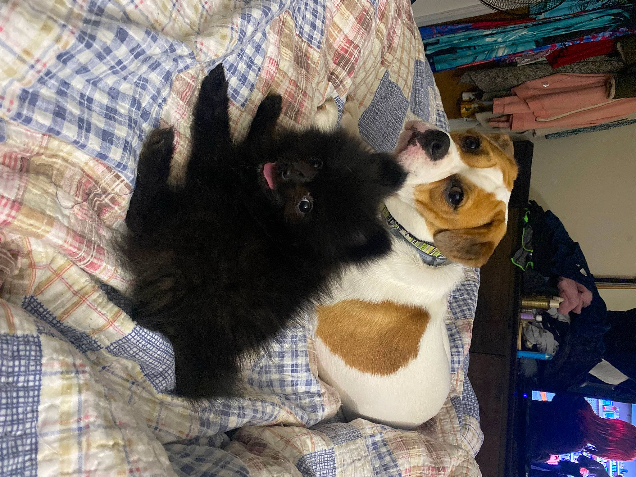 Chloe joined the competition — help win amazing prizes! cap, companion_dog, dog_breed, eyewear, fashion_accessory, fawn, felidae, fur, fur_clothing, hat, pattern, plaid, small_to_medium_sized_cats, stuffed_toy, sunglasses, tartan, textile, toy, whiskers, wool