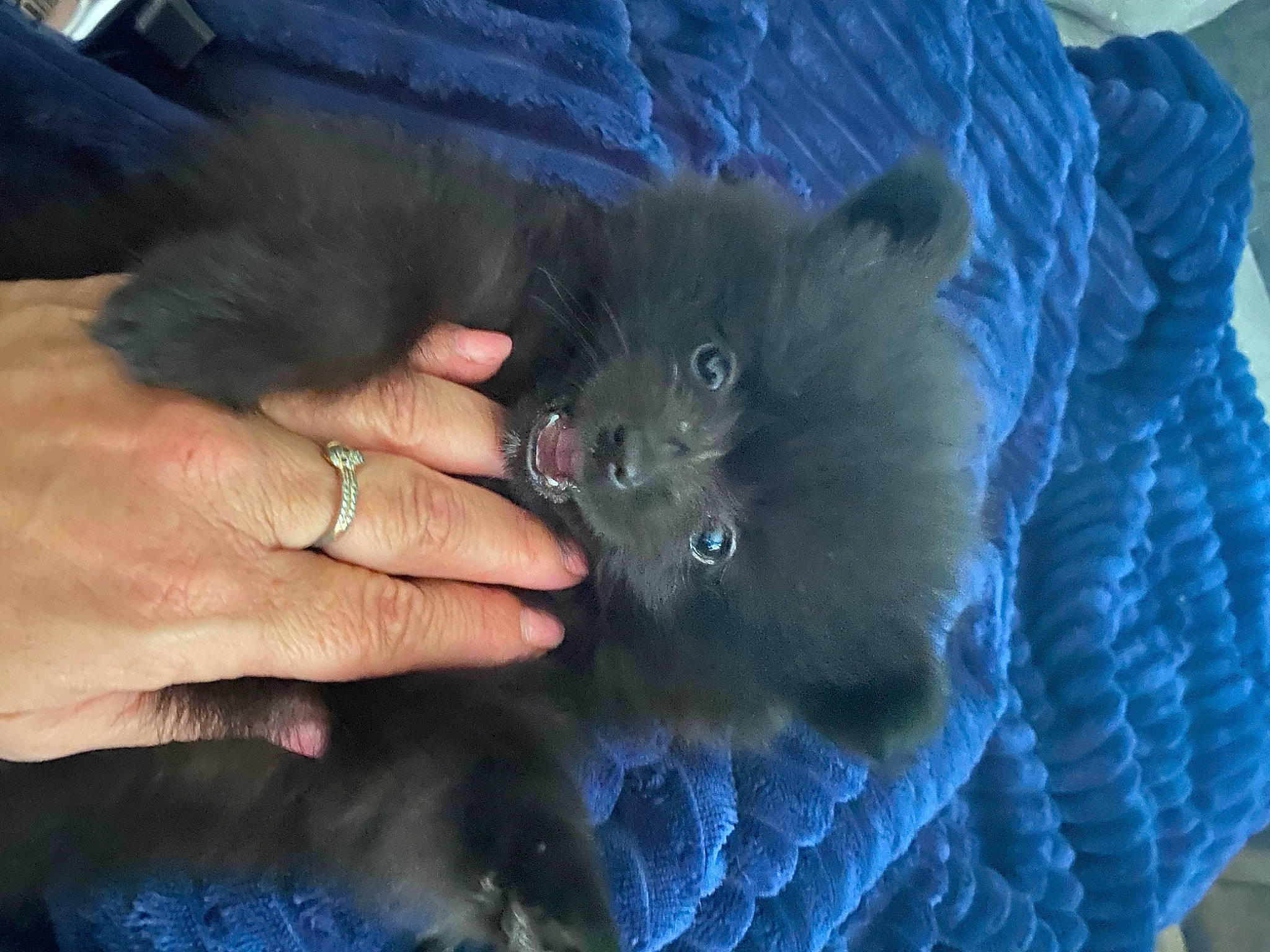 Chloe is registered to the contest to win money with this photo: blue, british_longhair, carnivore, cat, claw, electric_blue, fashion_accessory, fawn, felidae, fur, nail, pattern, paw, russian_blue, small_to_medium_sized_cats, snout, whiskers, woven_fabric