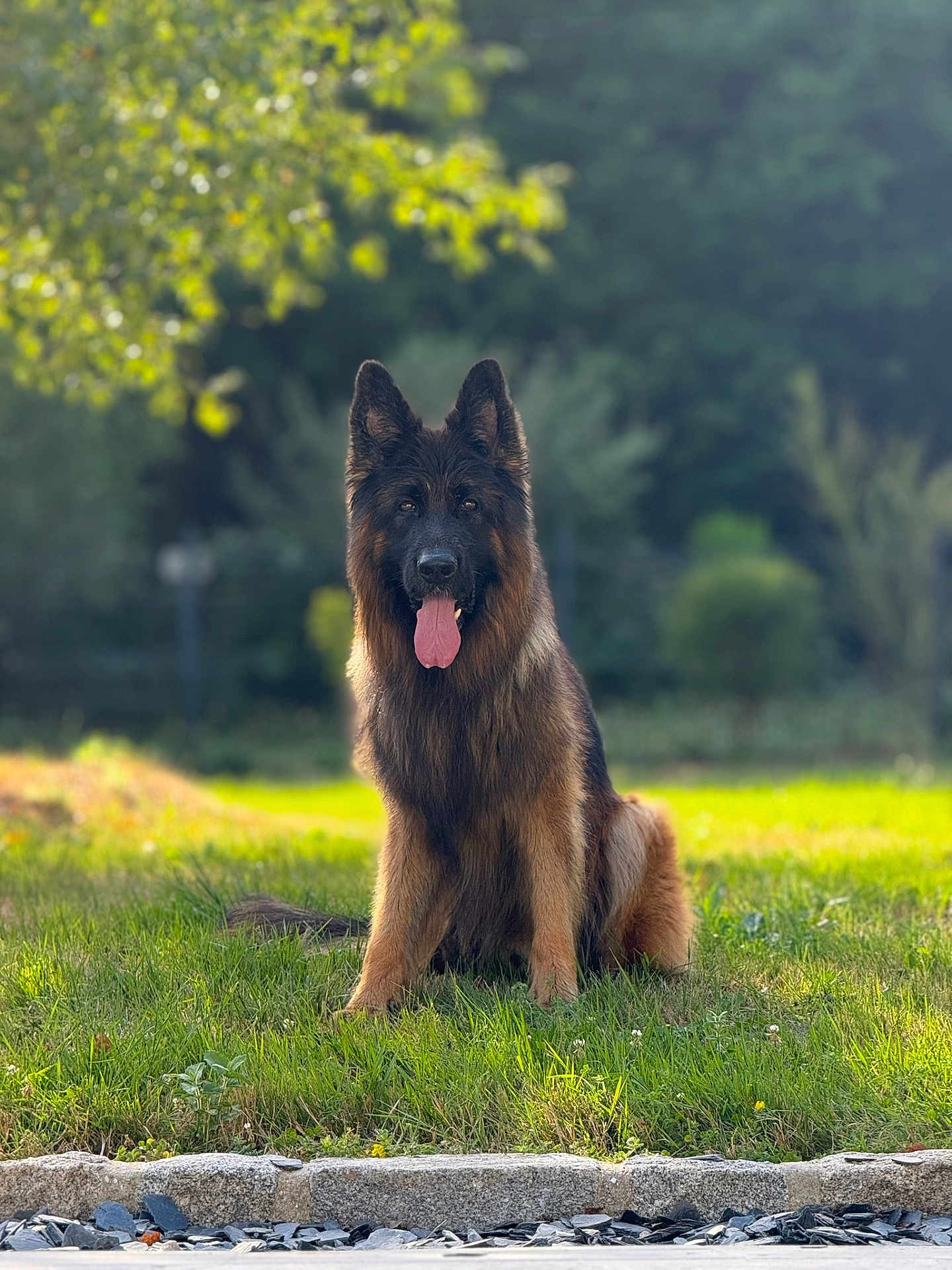 Pablo participe au concours pour gagner de l'argent avec cette photo : dog, german_shepherd, animal, pet, outdoor, grass, nature, sunlight, canine, tongue_out, ears_up, sitting, fur, portrait, greenery, daylight, mammal, watchful, friendly, park