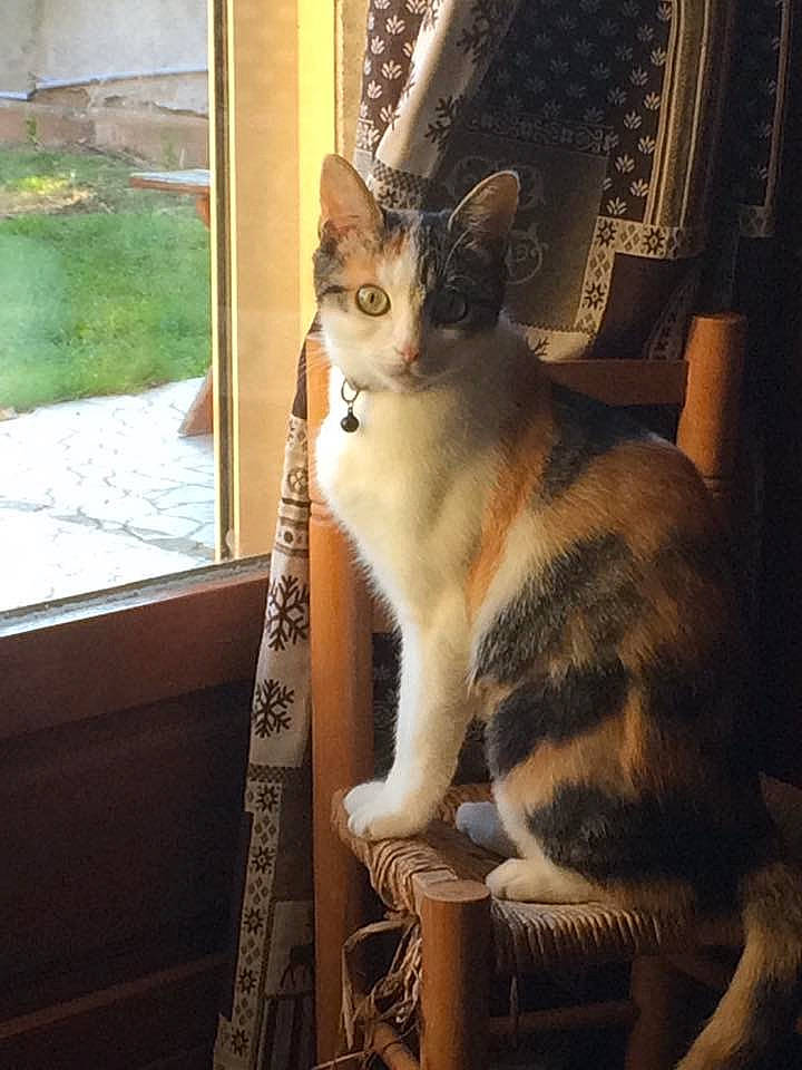 Lili a rejoint le concours — aidez-le/la à gagner de superbes lots ! aegean_cat, asian, carnivore, cat, domestic_short_haired_cat, european_shorthair, fawn, felidae, kitten, mammal, small_to_medium_sized_cats, tabby_cat, tail, whiskers, window