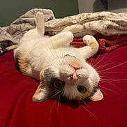 Miley is registered to the contest to win money with this photo: animal, bed, bedspread, belly_up, blanket, calico_cat, cat, close_up, cozy, home, indoors, lying_down, paws_up, pet, playful, portrait, red_background, relaxed, upside_down, whiskers