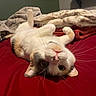 animal, bed, bedspread, belly_up, blanket, calico_cat, cat, close_up, cozy, home, indoors, lying_down, paws_up, pet, playful, portrait, red_background, relaxed, upside_down, whiskers