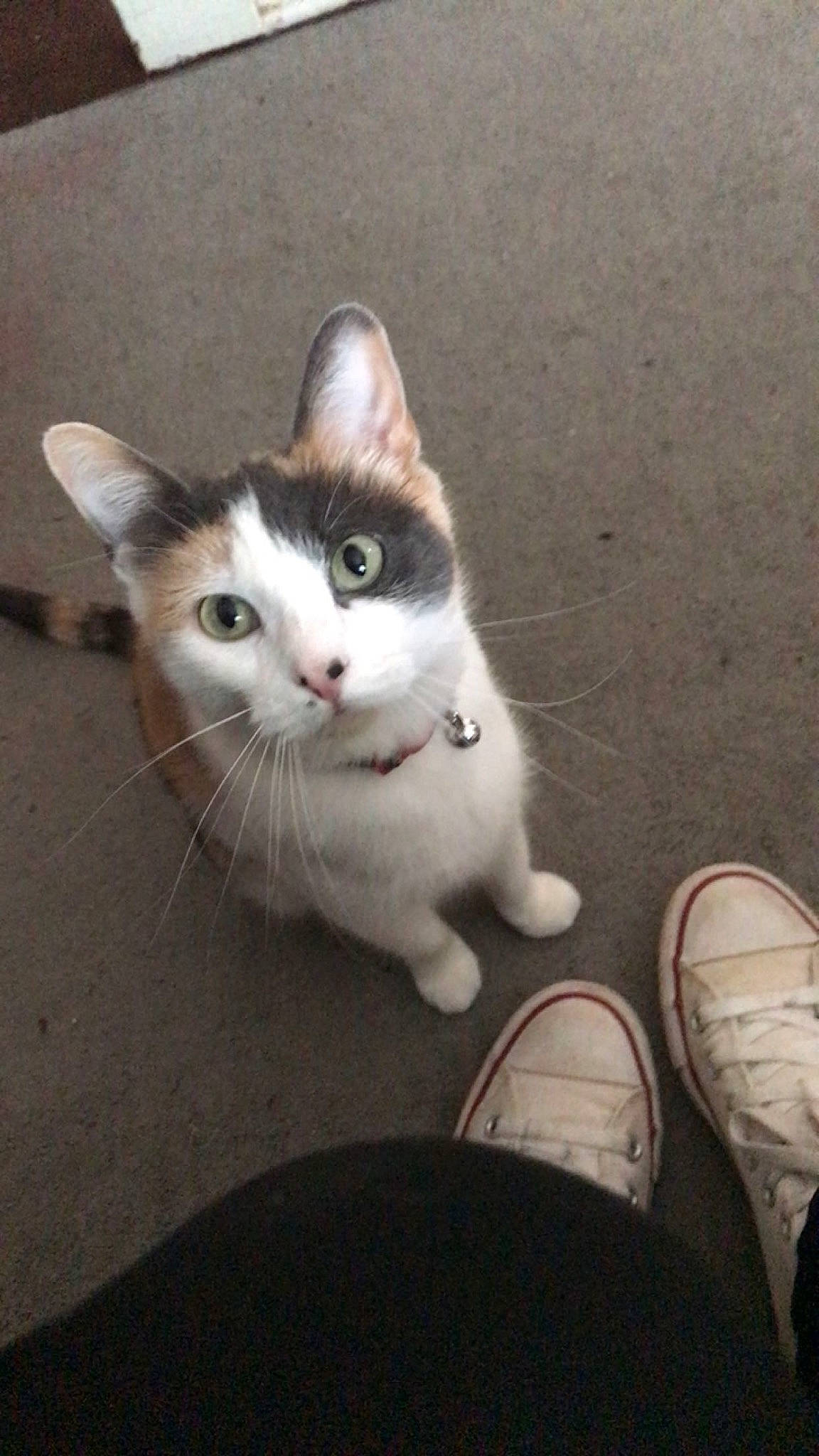 Miley joined the competition — help win amazing prizes! carnivore, cat, comfort, domestic_short_haired_cat, felidae, flooring, foot, fur, grey, human_body, human_leg, leg, monochrome_photography, paw, sitting, small_to_medium_sized_cats, snout, tail, whiskers, wood