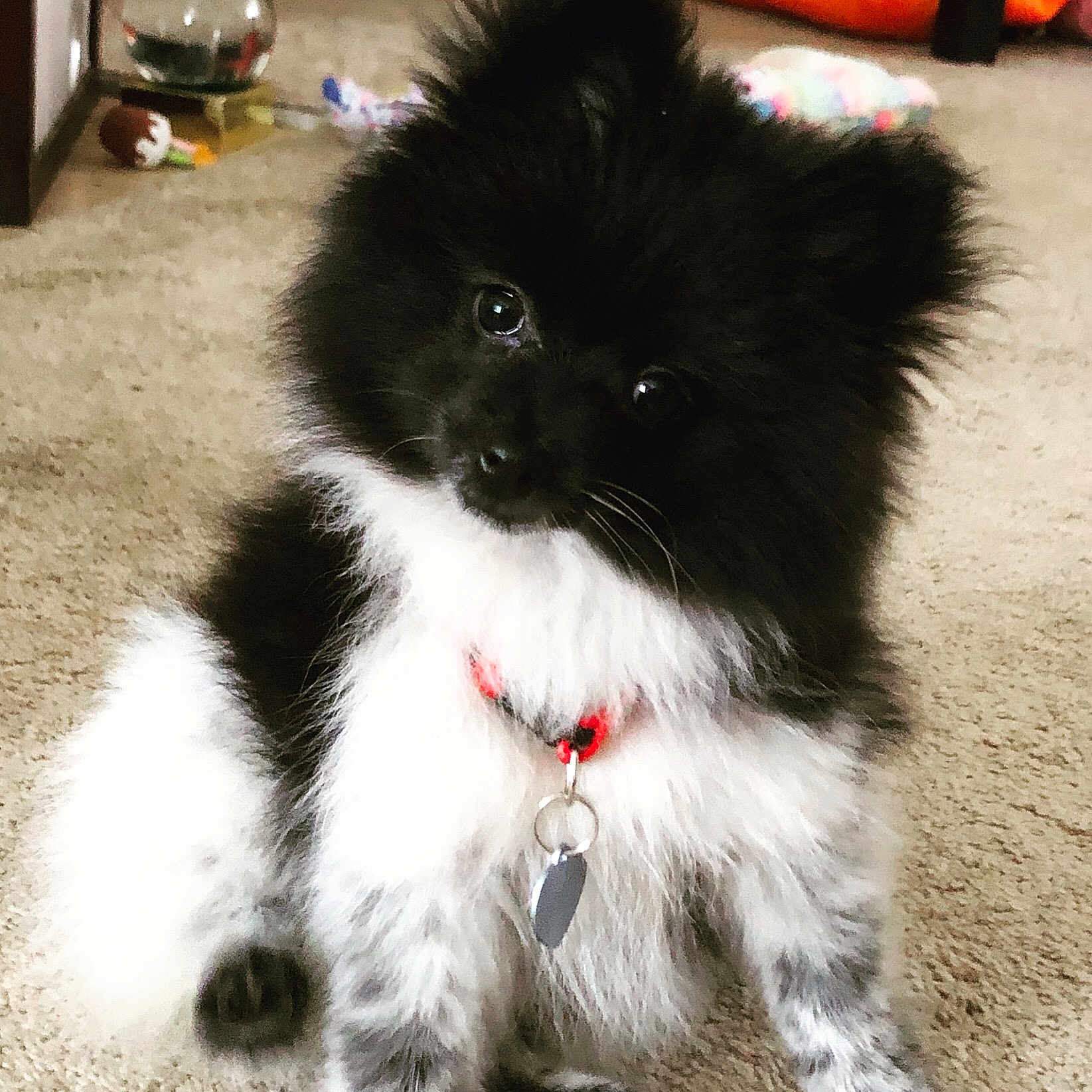 Lola Zoey