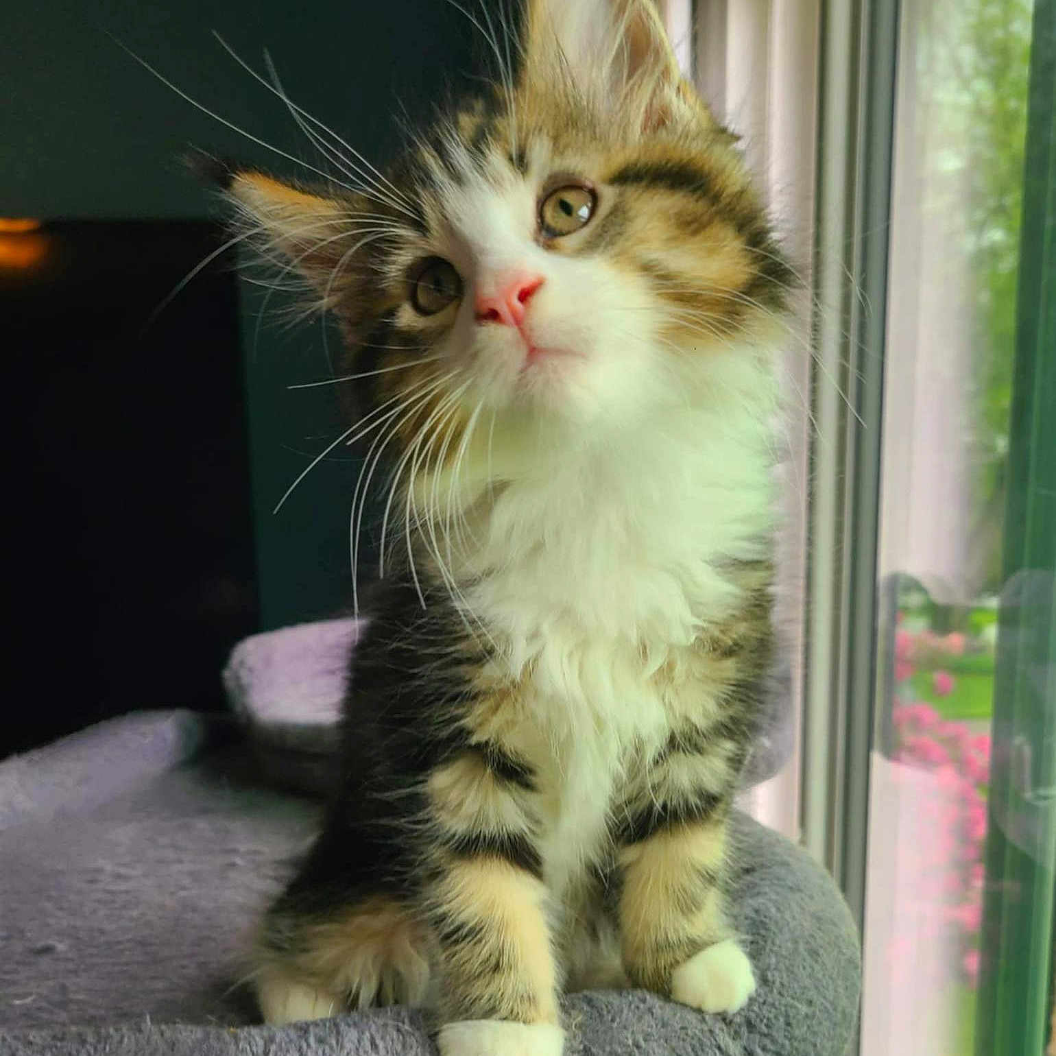 Tank is registered to the contest to win money with this photo: abyssinian, angora, animal, brasssection, cat, door, grass, horn, kitten, manx, musicalinstrument, pet, plant, window