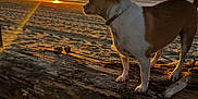 Teddy participe au concours pour gagner de l'argent avec cette photo : animal, bulldog, canine, dog, flare, frenchbulldog, horizon, husky, light, nature, outdoors, person, pet, pitbull, sky, sun, sunlight, sunrise, sunset, wood