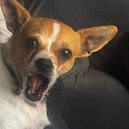 Teddy a rejoint le concours — aidez-le/la à gagner de superbes lots ! alert, animal, brown_and_white, canine, chihuahua, close_up, collar, couch, dog, domestic_animal, ears, expression, face, fur, indoor, open_mouth, pet, sitting, small_dog, tongue